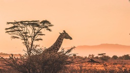 [SLSE01] Safari de luxe avec vacances à la plage, Kenya